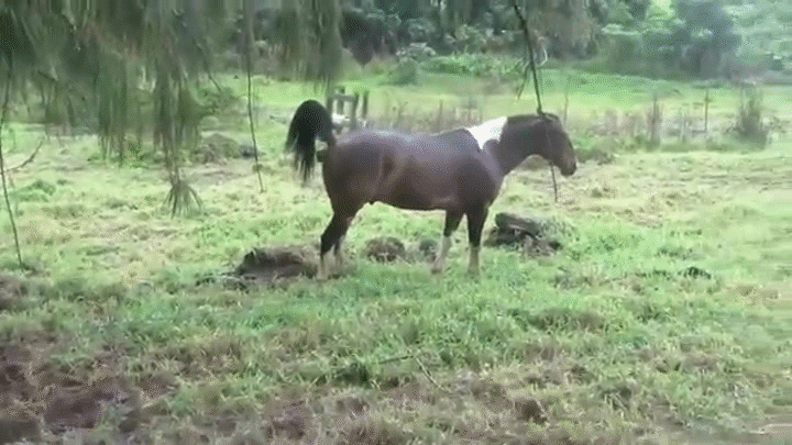 a black horse pooping